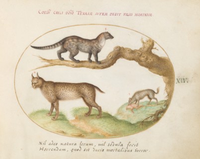 Animalia Qvadrvpedia et Reptilia (Terra): Plate XIV, c. 1575/1580.