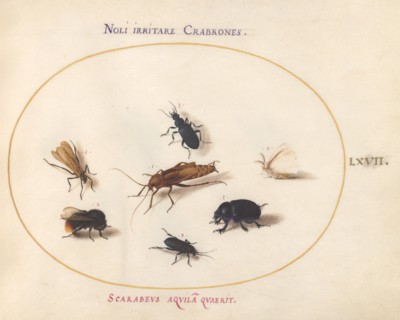 Animalia Rationalia et Insecta (Ignis): Plate LXVII, c. 1575/1580.