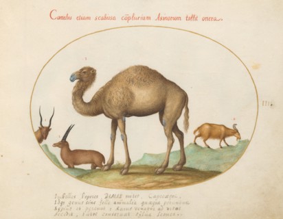 Animalia Qvadrvpedia et Reptilia (Terra): Plate III, c. 1575/1580.
