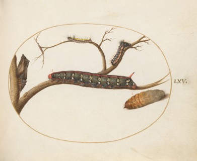 Animalia Qvadrvpedia et Reptilia (Terra): Plate LXV, c. 1575/1580.