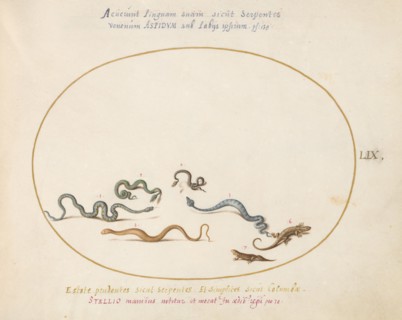 Animalia Qvadrvpedia et Reptilia (Terra): Plate LIX, c. 1575/1580.