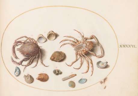 Animalia Aqvatilia et Cochiliata (Aqva): Plate XLVI, c. 1575/1580.