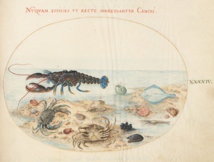Animalia Aqvatilia et Cochiliata (Aqva): Plate XLIV, c. 1575/1580.