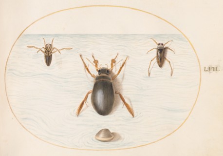 Animalia Aqvatilia et Cochiliata (Aqva): Plate LVII, c. 1575/1580.