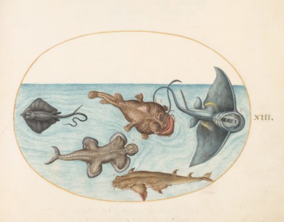 Animalia Aqvatilia et Cochiliata (Aqva): Plate XXIV, c. 1575/1580.