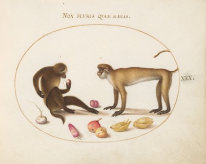 Animalia Qvadrvpedia et Reptilia (Terra): Plate XXX, c. 1575/1580.