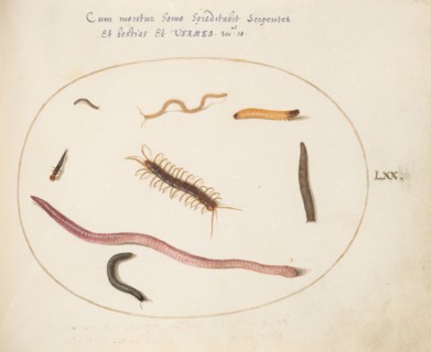 Animalia Qvadrvpedia et Reptilia (Terra): Plate LXX, c. 1575/1580.