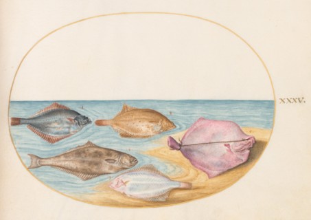 Animalia Aqvatilia et Cochiliata (Aqva): Plate XXXV, c. 1575/1580.