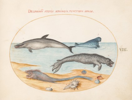 Animalia Aqvatilia et Cochiliata (Aqva): Plate VIII, c. 1575/1580.