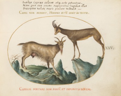Animalia Qvadrvpedia et Reptilia (Terra): Plate XXV, c. 1575/1580.