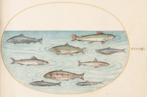 Animalia Aqvatilia et Cochiliata (Aqva): Plate XLII, c. 1575/1580.