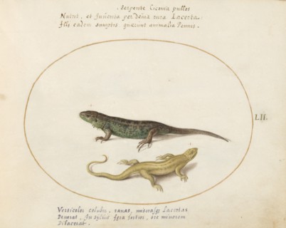 Animalia Qvadrvpedia et Reptilia (Terra): Plate LII, c. 1575/1580.