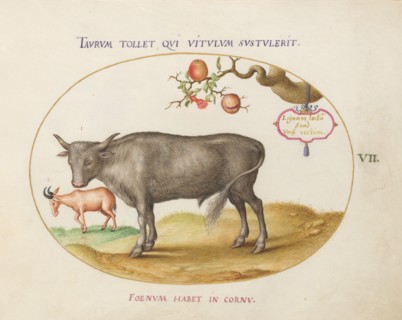 Animalia Qvadrvpedia et Reptilia (Terra): Plate VII, c. 1575/1580.
