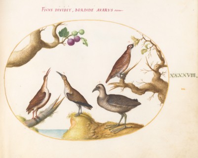 Animalia Volatilia et Amphibia (Aier): Plate XLVIII, c. 1575/1580.