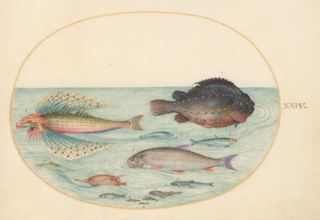 Animalia Aqvatilia et Cochiliata (Aqva): Plate XXIV, c. 1575/1580.