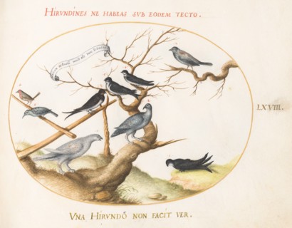 Animalia Volatilia et Amphibia (Aier): Plate LXVIII, c. 1575/1580.