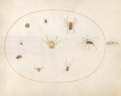 Plate 41: Yellow Spider Surrounded by Eight Spiders, c. 1575/1580.