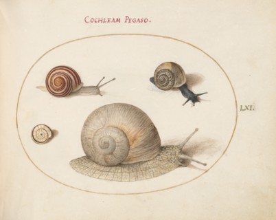 Animalia Qvadrvpedia et Reptilia (Terra): Plate LXI, c. 1575/1580.