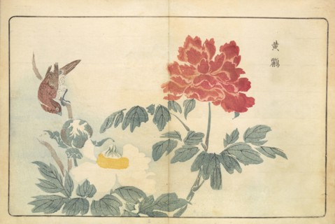 Illustration from "Pictures of Imported Birds", 1790. Private Collection.