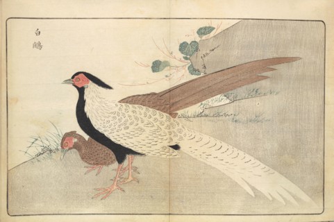 Illustration from "Pictures of Imported Birds", 1790. Private Collection.