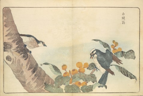 Illustration from "Pictures of Imported Birds", 1790. Private Collection.