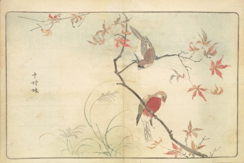 Illustration from "Pictures of Imported Birds", 1790. Private Collection.
