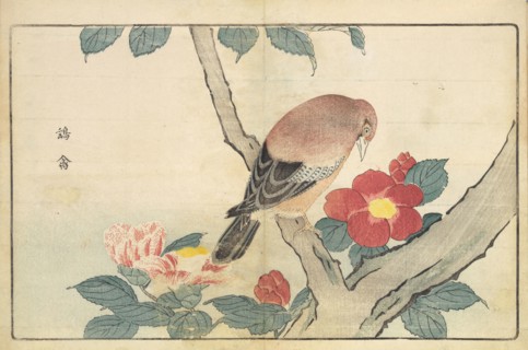 Illustration from "Pictures of Imported Birds", 1790. Private Collection.