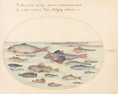 Animalia Aqvatilia et Cochiliata (Aqva): Plate XXVII, c. 1575/1580.