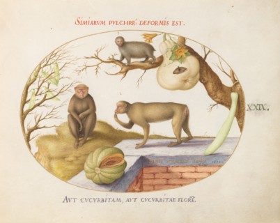 Animalia Qvadrvpedia et Reptilia (Terra): Plate XXIX, c. 1575/1580.