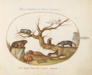 Animalia Qvadrvpedia et Reptilia (Terra): Plate XLIX, c. 1575/1580.