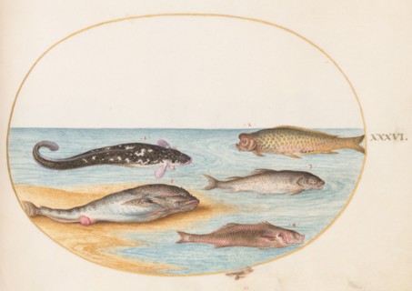Animalia Aqvatilia et Cochiliata (Aqva): Plate XXXVI, c. 1575/1580.