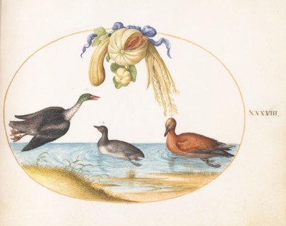 Animalia Volatilia et Amphibia (Aier): Plate XXXVIII, c. 1575/1580.