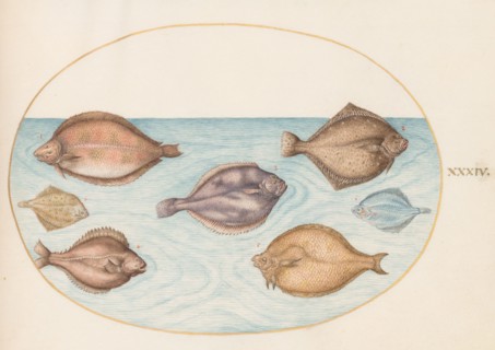 Animalia Aqvatilia et Cochiliata (Aqva): Plate XXXIV, c. 1575/1580.