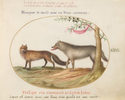 Animalia Qvadrvpedia et Reptilia (Terra): Plate XXVI, c. 1575/1580.