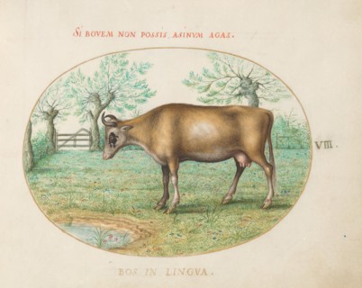 Animalia Qvadrvpedia et Reptilia (Terra): Plate VIII, c. 1575/1580.
