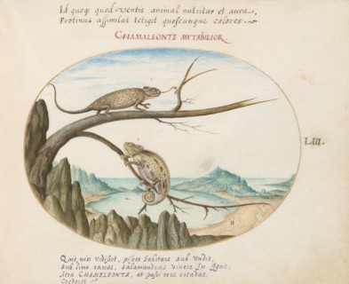 Animalia Qvadrvpedia et Reptilia (Terra): Plate LIII, c. 1575/1580.
