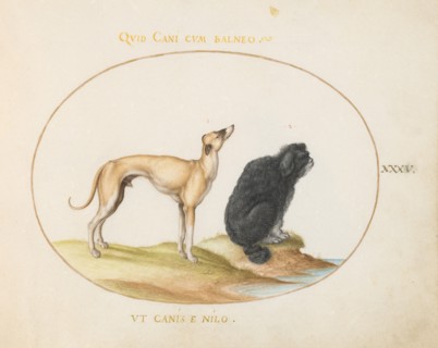 Animalia Qvadrvpedia et Reptilia (Terra): Plate XXXV, c. 1575/1580.