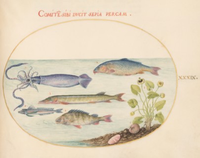 Animalia Aqvatilia et Cochiliata (Aqva): Plate XXXIX, c. 1575/1580.