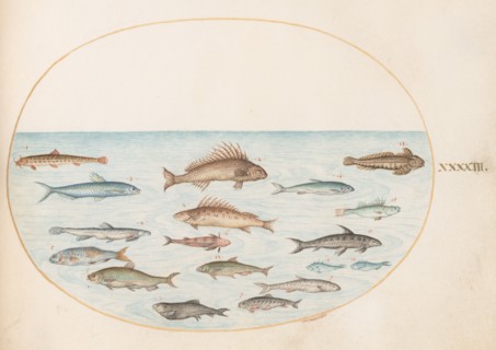 Animalia Aqvatilia et Cochiliata (Aqva): Plate XLIII, c. 1575/1580.