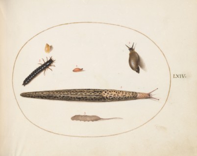 Animalia Qvadrvpedia et Reptilia (Terra): Plate LXIV, c. 1575/1580.