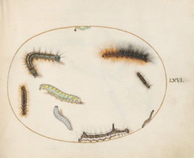 Animalia Qvadrvpedia et Reptilia (Terra): Plate LXVI, c. 1575/1580.