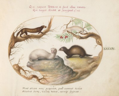 Animalia Qvadrvpedia et Reptilia (Terra): Plate XLIV, c. 1575/1580.