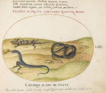 Animalia Qvadrvpedia et Reptilia (Terra): Plate LVII, c. 1575/1580.