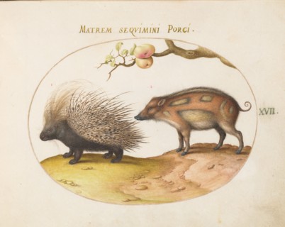 Animalia Qvadrvpedia et Reptilia (Terra): Plate XVII, c. 1575/1580.
