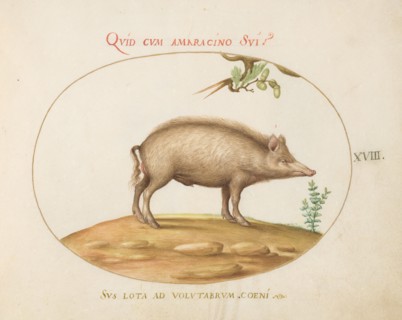 Animalia Qvadrvpedia et Reptilia (Terra): Plate XVIII, c. 1575/1580.