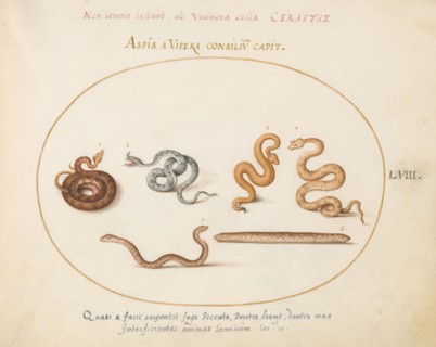 Animalia Qvadrvpedia et Reptilia (Terra): Plate LVIII, c. 1575/1580.