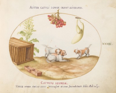 Animalia Qvadrvpedia et Reptilia (Terra): Plate XXXIX, c. 1575/1580.