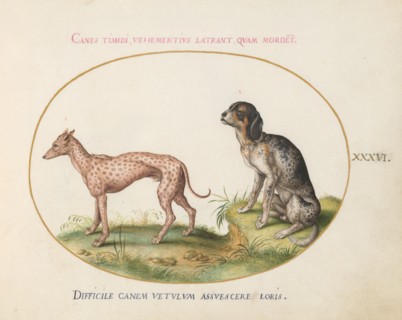 Animalia Qvadrvpedia et Reptilia (Terra): Plate XXXVI, c. 1575/1580.