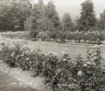 Street with Caroline Restout roses, Portland, Oregon, 1923.