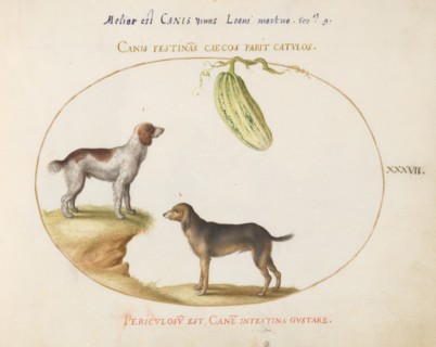 Animalia Qvadrvpedia et Reptilia (Terra): Plate XXXVII, c. 1575/1580.